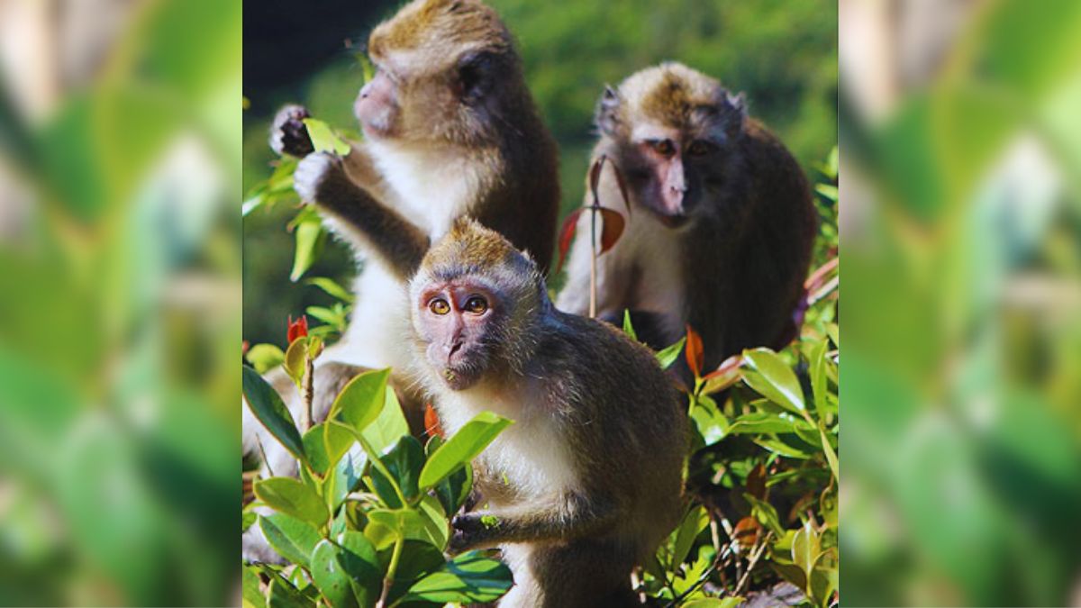 Mauritius monkey farm to breed 12,000 for global research