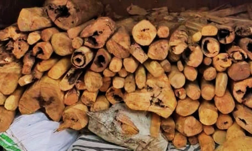 3 Sandalwood Thieves Caught Red-Handed by Police