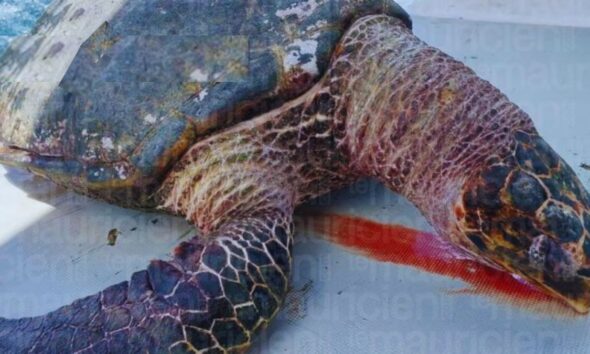 Marine Tragedy: 2nd Turtle Found Dead, now in Trou-aux-Biches