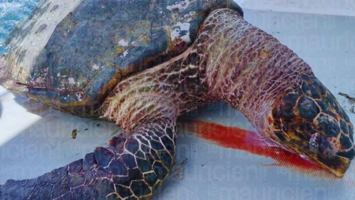 Marine Tragedy: 2nd Turtle Found Dead, now in Trou-aux-Biches