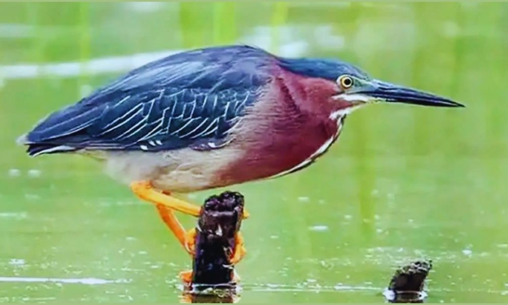 2nd Oil Spill in Bird Sanctuary Sparks Outrage