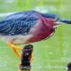 2nd Oil Spill in Bird Sanctuary Sparks Outrage