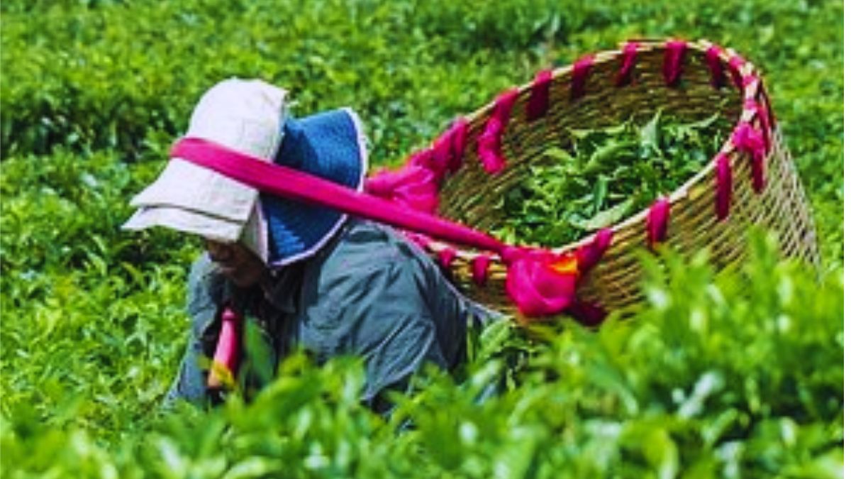 Tea Planters Fight for Independence: Demand New Factory