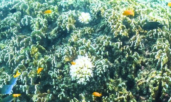 Great Barrier Reef Hit by Worst Ever Bleaching Event