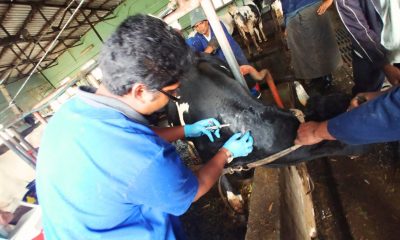 Veterinary Service, Only 17 Qualified in Agro-Industry Ministry