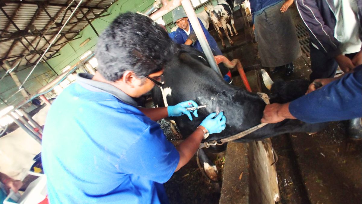 Veterinary Service, Only 17 Qualified in Agro-Industry Ministry