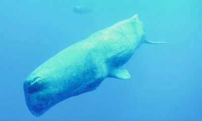 Boaters Keep Away: No. 1 Rule Around Ailing Sperm Whale