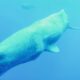 Boaters Keep Away: No. 1 Rule Around Ailing Sperm Whale