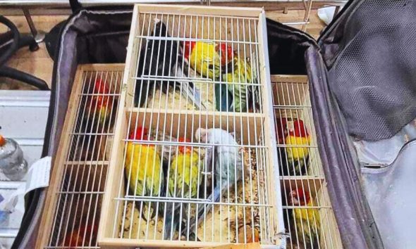 Arrested for Bird Smuggling at Plaisance Airport