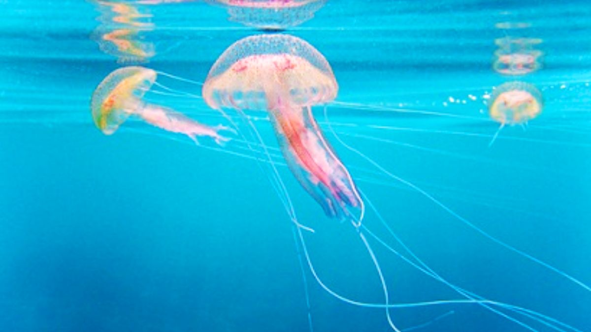 Jellyfish Alert: Watch Your Back in La Cambuse Lagoon