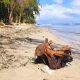 Tamarin's Shoreline Submerged: 5 Trees Down, Beach Gone