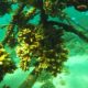Corals Down by 75%: Reefs Reeling from Cyclone Fury