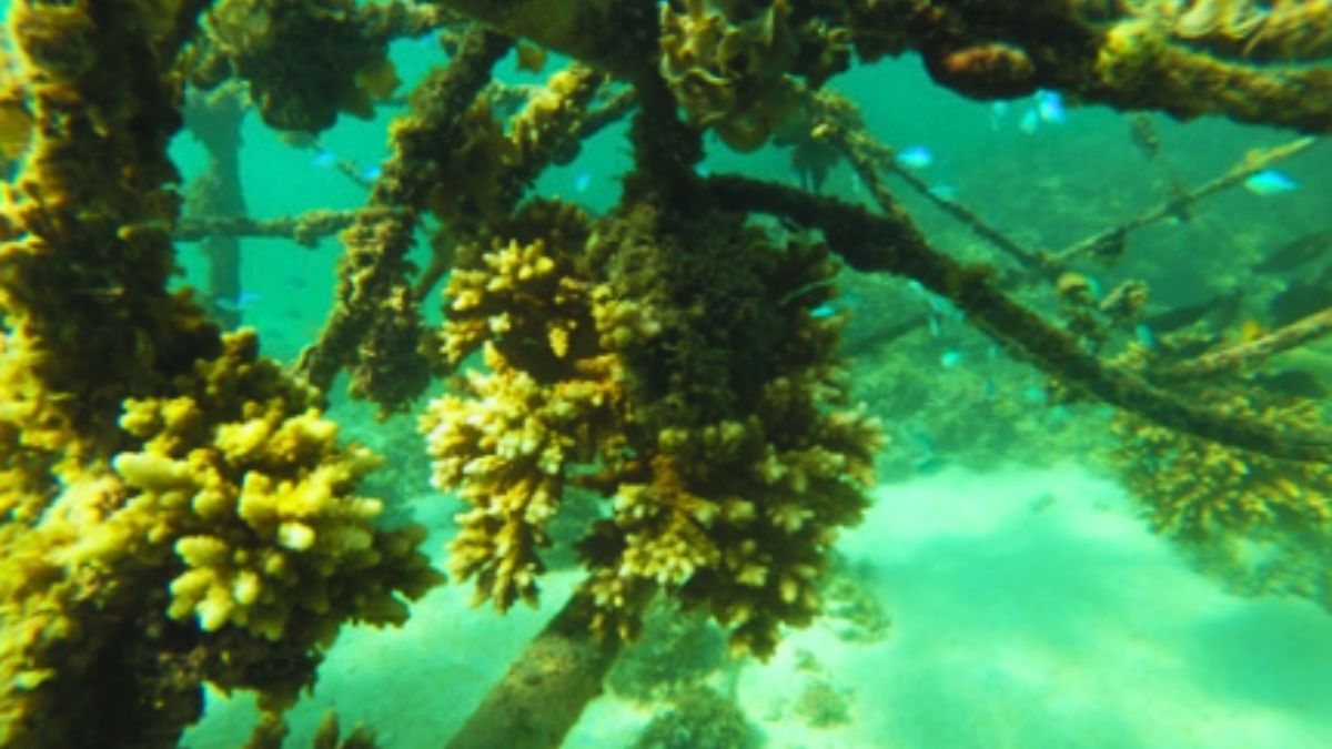 Corals Down by 75%: Reefs Reeling from Cyclone Fury