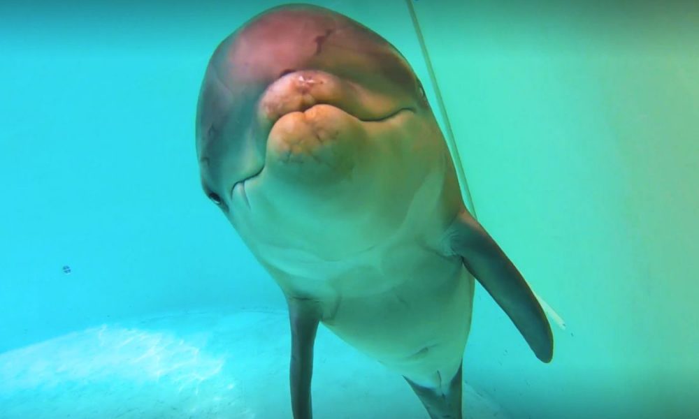 Lost & Injured: Baby Dolphin in Distress at Beach