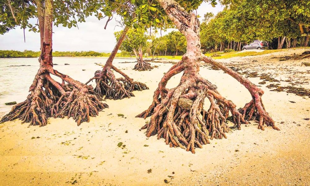 Mauritius' Beaches Vanishing: 75% Coastal Erosion in 5 Years