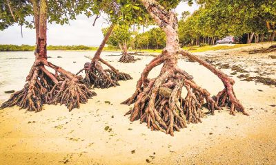 Mauritius' Beaches Vanishing: 75% Coastal Erosion in 5 Years