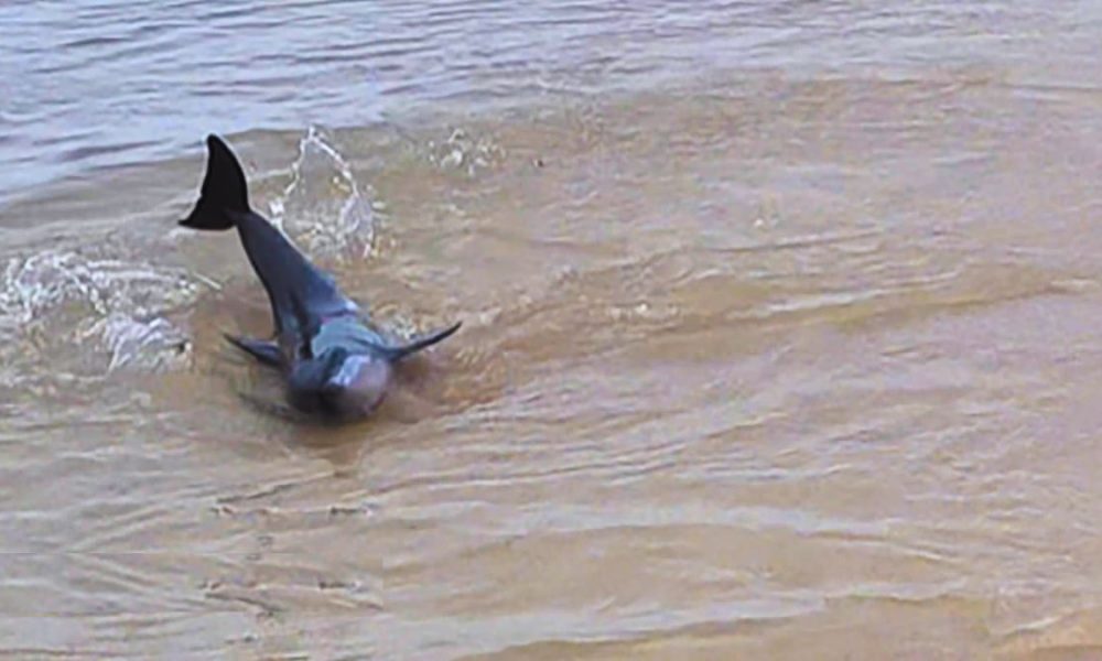 Marine Strandings: Key Actions to Rescue Distressed Mammals