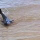 Marine Strandings: Key Actions to Rescue Distressed Mammals