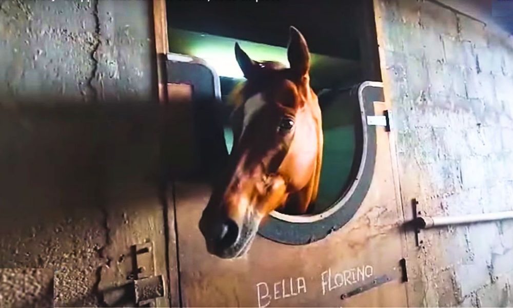 Shocking Truths About Petit Gamin’s Horse Scandal
