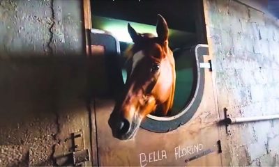Shocking Truths About Petit Gamin’s Horse Scandal