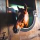 Shocking Truths About Petit Gamin’s Horse Scandal