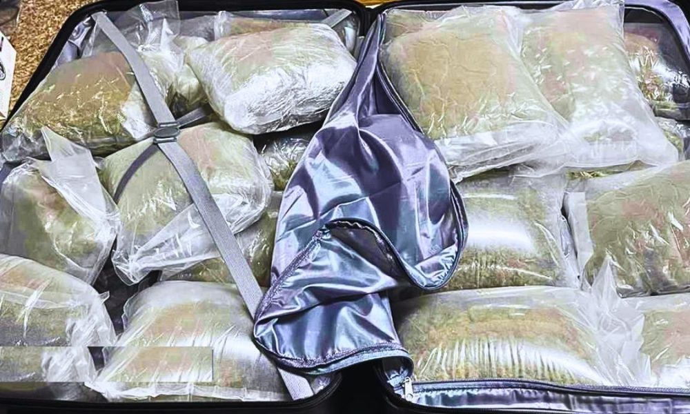 Major Cannabis Seizure: 1 Arrested, Accomplices Still at Large