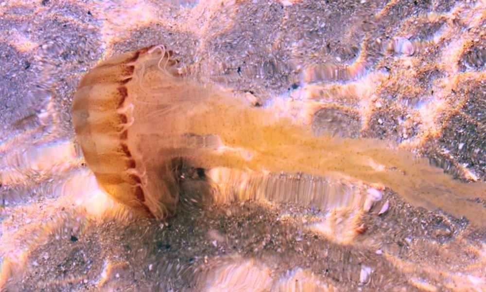 Stay Safe from Jellyfish in Albion Waters