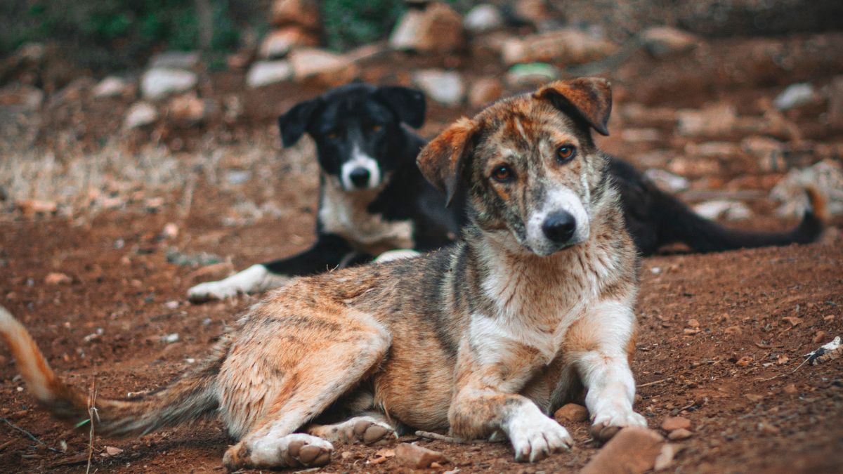 World Veterinary Service's Plan to Sterilize 74,300 Dogs Faces Opposition