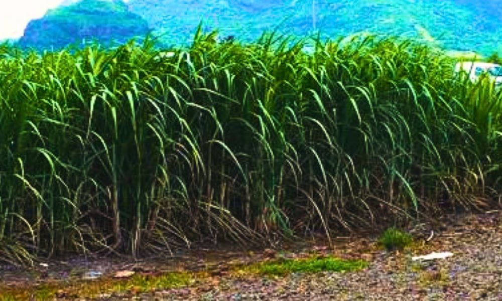 Drought Bites Deep for 5,000 farmers in the North