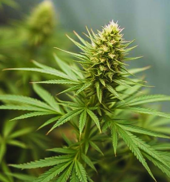 Major Cannabis Bust in Mauritius Nets Rs 33.5 Million of Drugs and Arrests Man