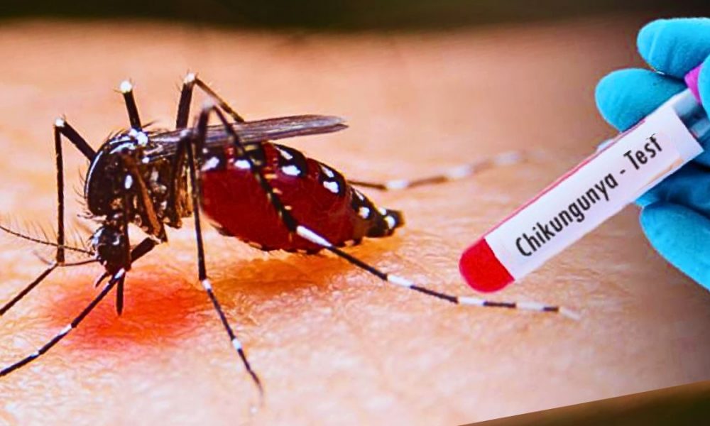 Chikungunya: 36 Local Cases Recorded, Including 2 Hospitalised Children