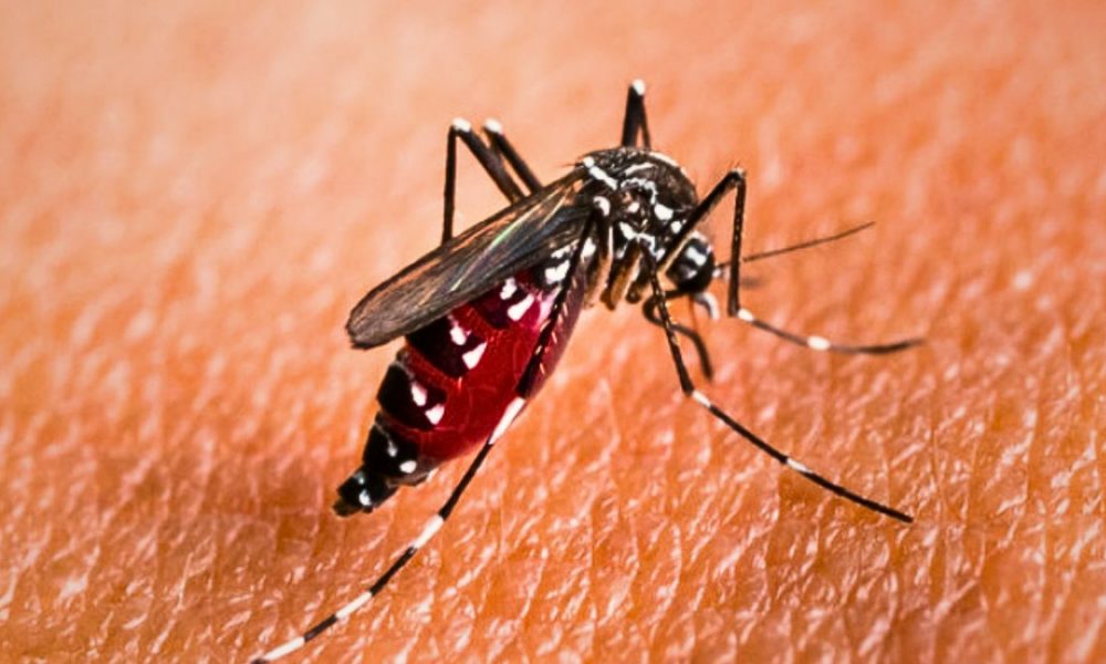 2 Cases of Chikungunya, Stay Alert !