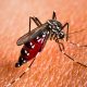 2 Cases of Chikungunya, Stay Alert !