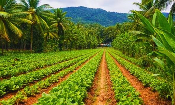 Mauritian Farmers Embrace Green Revolution in 3rd Phase of 'Smart Agriculture' Project