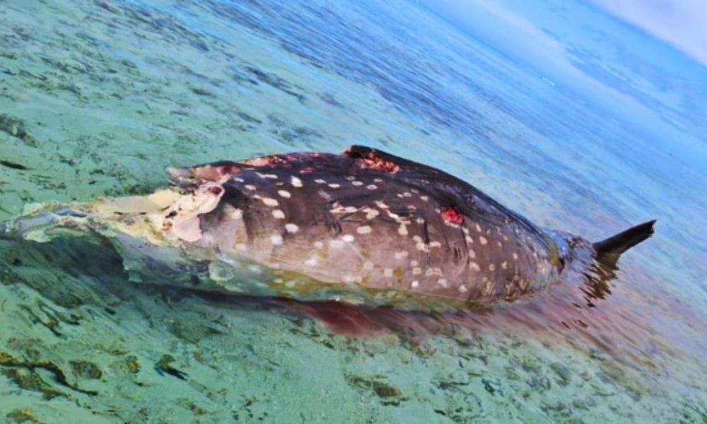 Endangered Species: A Deep-Sea Cetacean Found Dead in Our Lagoon