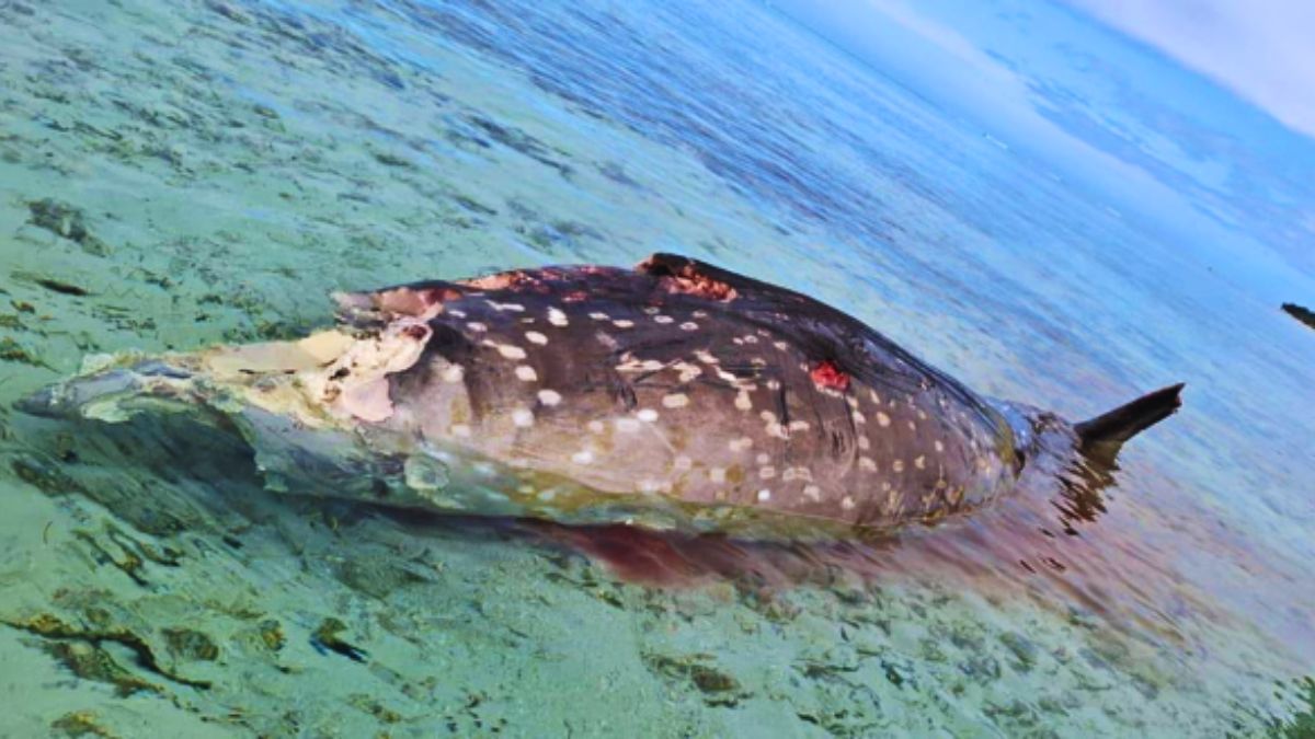 Endangered Species: A Deep-Sea Cetacean Found Dead in Our Lagoon