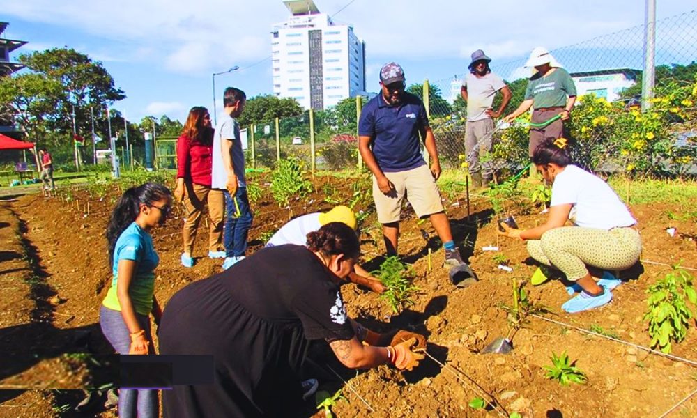 25th Tiny Forest Blossoms in Ebène, Nurturing Mauritius' Nature