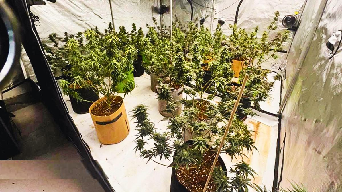 Secret Cannabis Lab Busted: Rs 2.9 Million Worth of Plants Seized