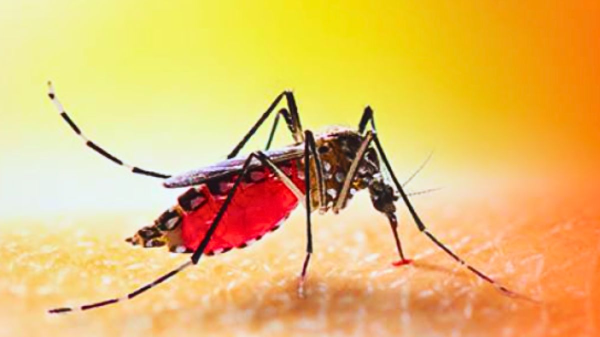 Mauritius Cuts Mosquitoes by 70% with New Sterile Insect Program