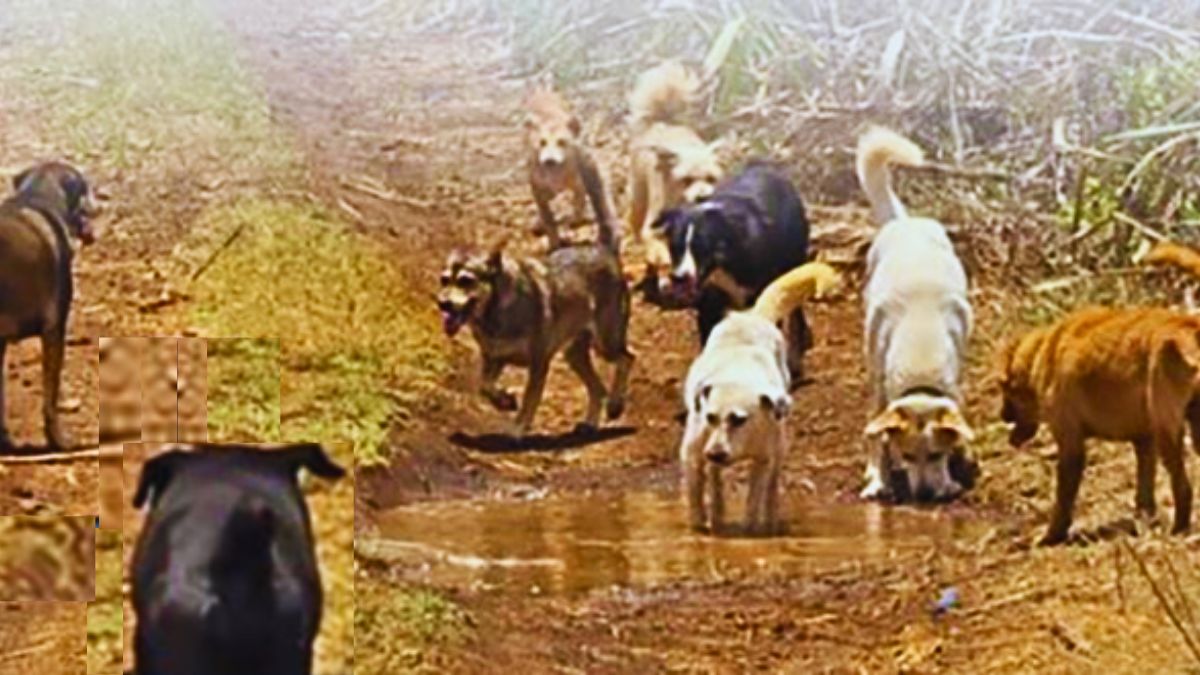 Concerns Rise Over Stray Dogs in Mauritius, Estimated at 300,000