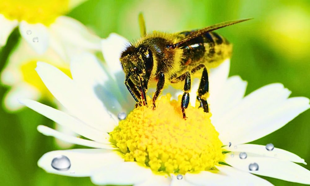 Mauritius Beekeepers Hope to Double Honey Production from 35 Tonnes