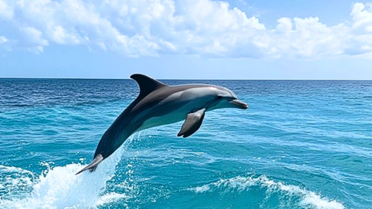 Over 30 Fines & 2 Boats Seized for Illegal Swimming with Cetaceans
