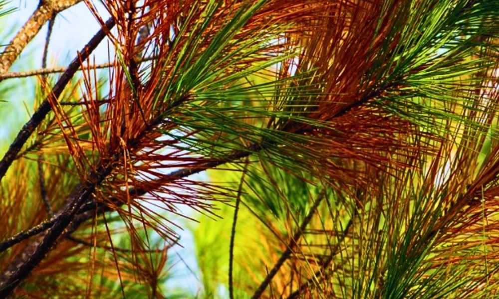 Pines in Mare-aux-Vacoas Show Aging Signs, Forest Continues Revival at 40-60 Years