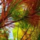 Pines in Mare-aux-Vacoas Show Aging Signs, Forest Continues Revival at 40-60 Years