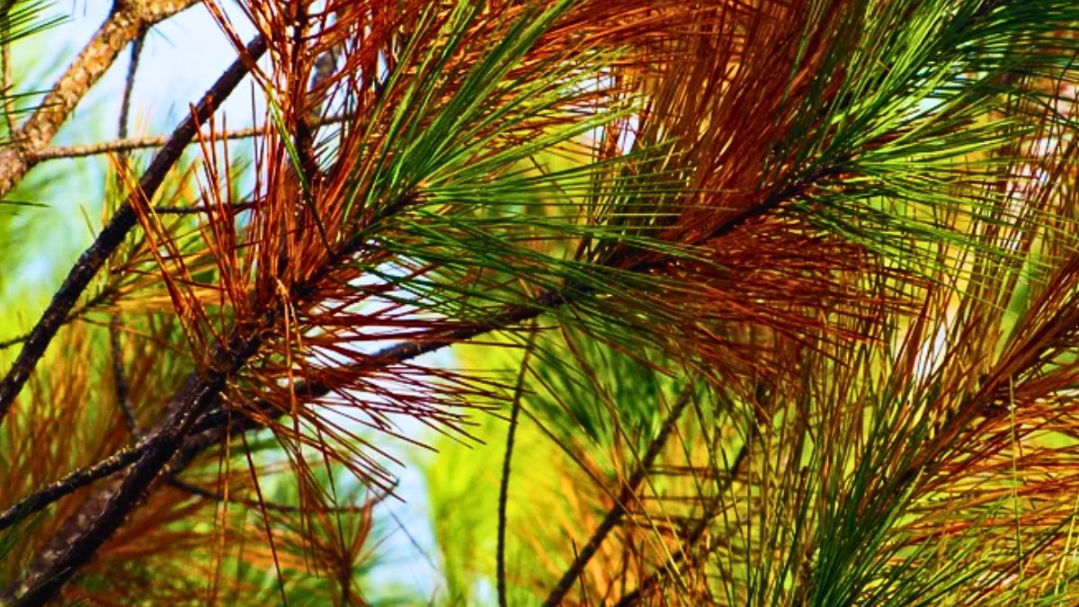 Pines in Mare-aux-Vacoas Show Aging Signs, Forest Continues Revival at 40-60 Years