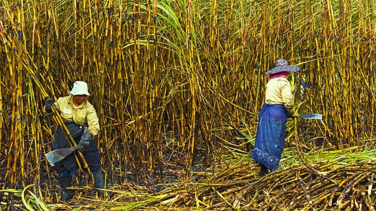 Agriterra Kicks Off 2025 Sugar Harvest, Aiming for 67,000 Tons