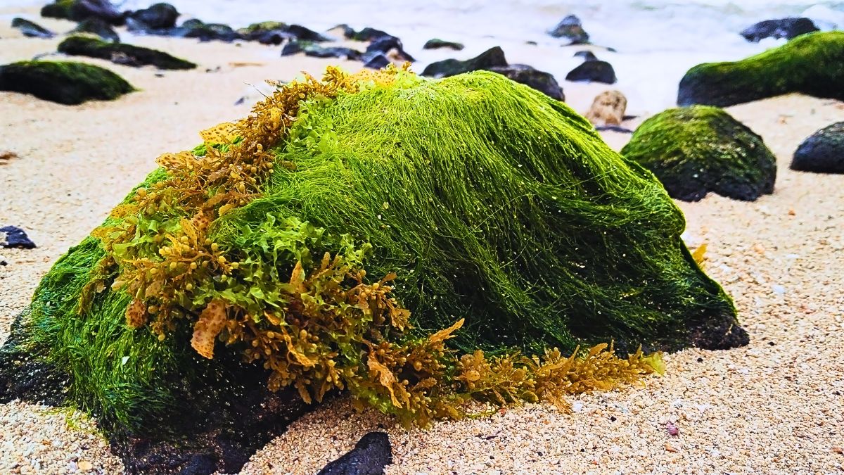 50 Entrepreneurs Learn Algae Composting to Boost Eco-Friendly Farming