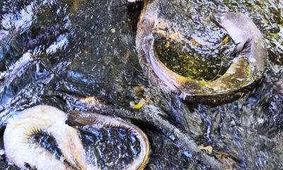 12+ Dead Fish Prompt Environmental Investigation in Rivière du Rempart