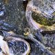 12+ Dead Fish Prompt Environmental Investigation in Rivière du Rempart