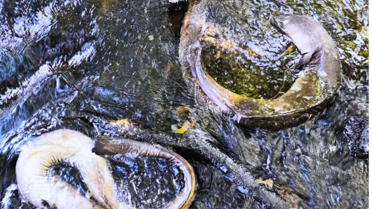 12+ Dead Fish Prompt Environmental Investigation in Rivière du Rempart